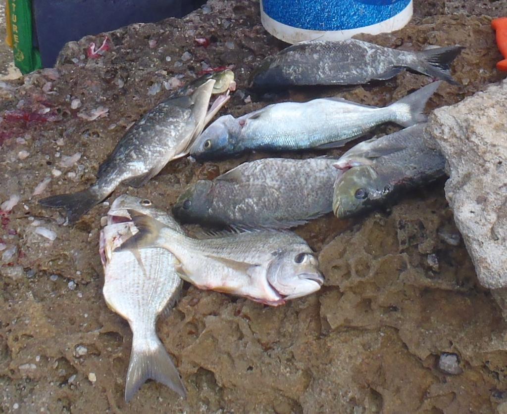 Beleive it or not. Not only were the luderick caught on the green cabbage, so were the tailor and bream © Gary Brown